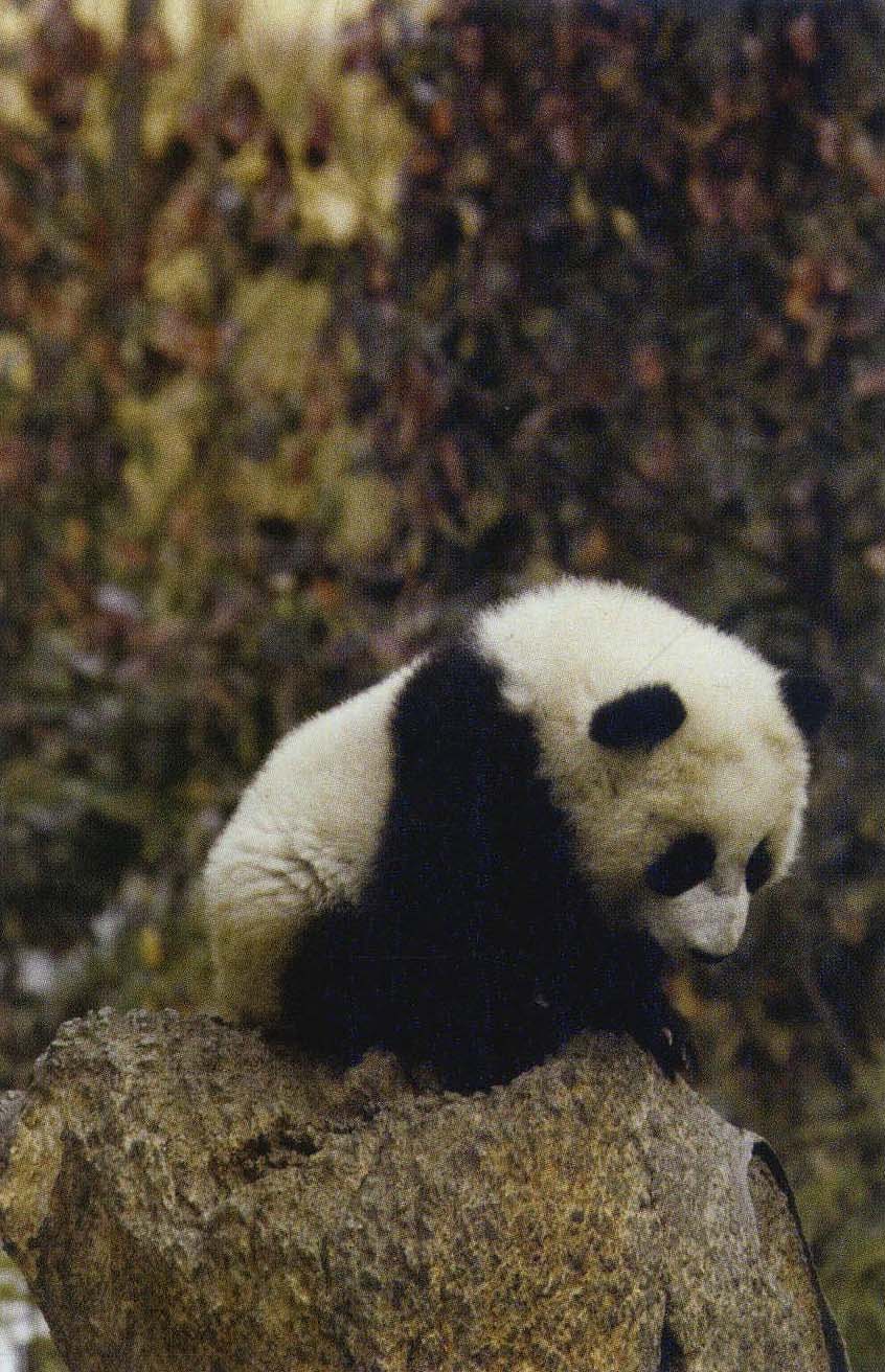 臥龍——小熊貓幼兒園組圖-1